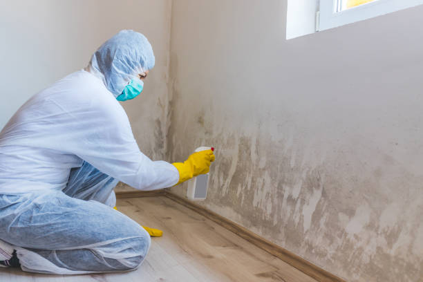 Licensed Basement Mold Remediation service in Kempton, PA - WQB Mold Removal