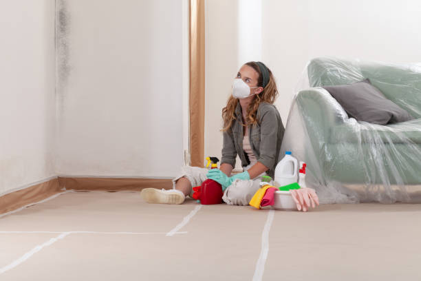 Reliable Basement Mold Remediation contractor in Kempton, PA by WQB Mold Removal
